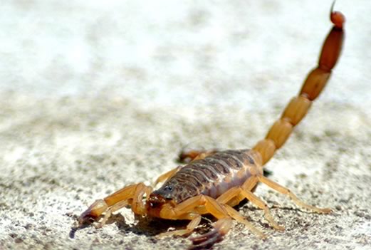 scorpion