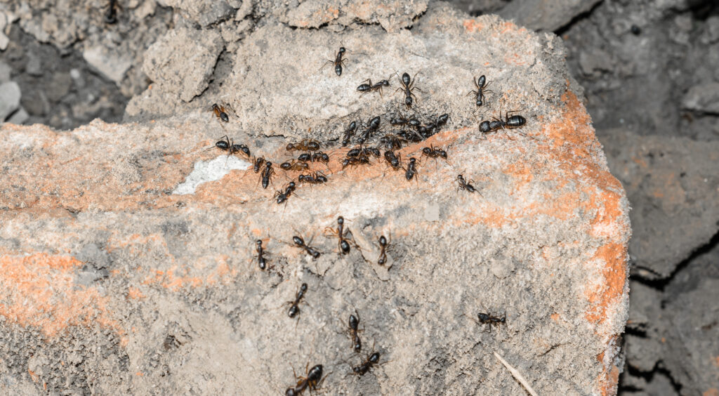 Carpenter Ants