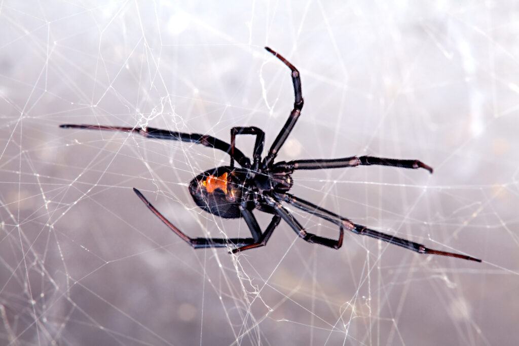 black widow spider