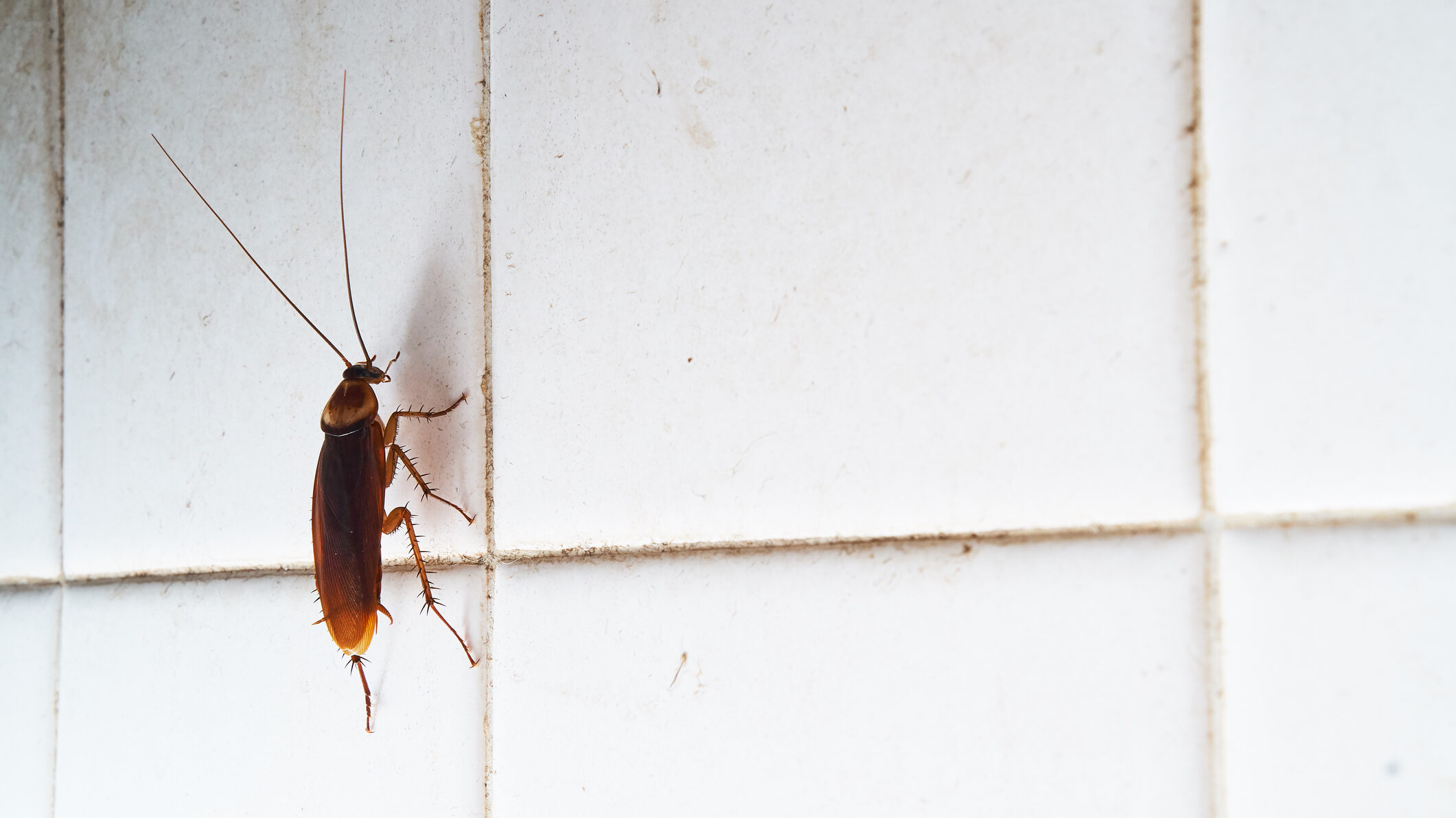 cockroach on tile wall