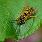 eastern yellowjacket