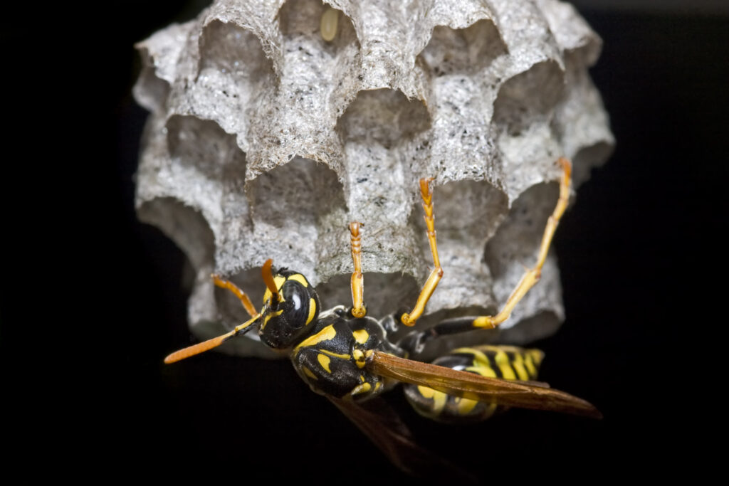 Paper Wasp