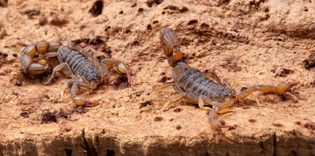 Texas bark scorpions