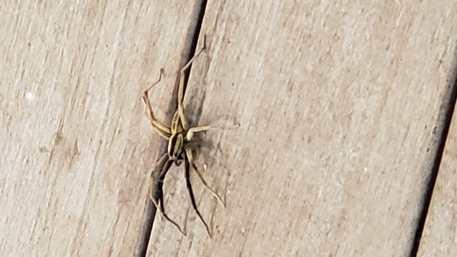 Texas wolf spider