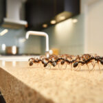 ants in the kitchen