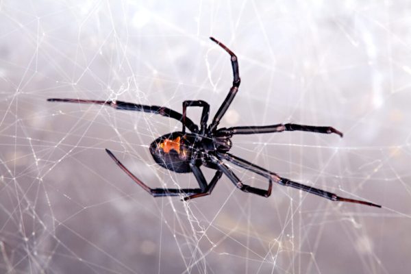 Female Black Widow spider with red hourglass Hill Country