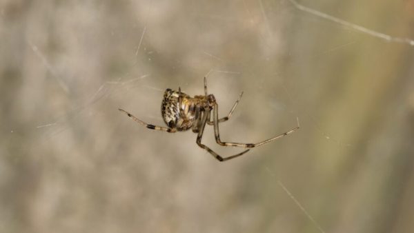 Brown Widow spider with banded legs and spiky egg sacs