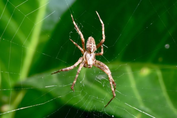 Common Wolf Spider found in Texas Hill Country homes
