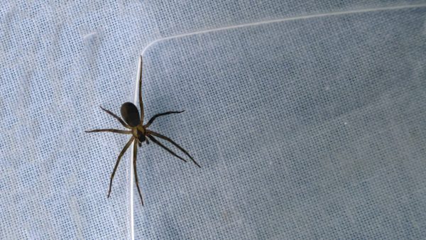 Brown Recluse spider identification with violin marking Canyon Lake