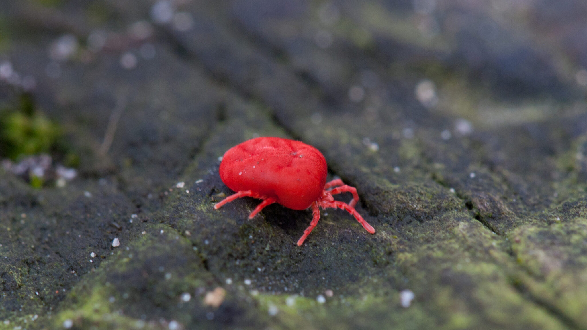 chigger-dreamstime_m_169476827-edited-2048×1153