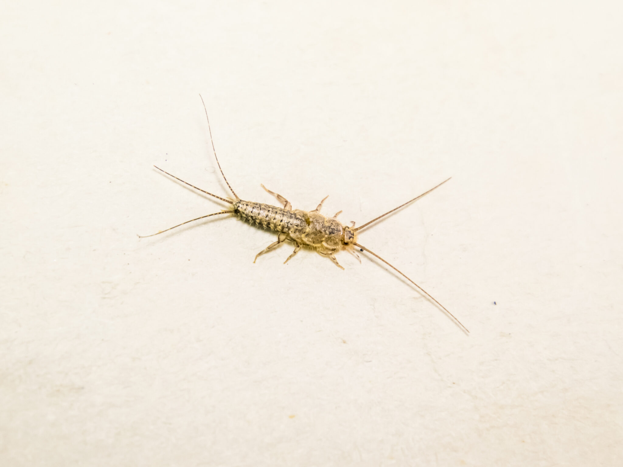 silverfish control canyon lake tx