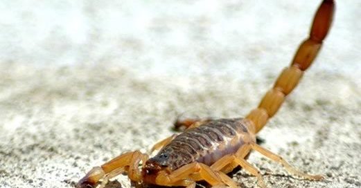 Quarterly Pest Control in Canyon Lake, TX