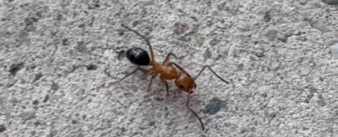 A close-up of a Carpenter Ant (Camponotus pennsylvanicus) on weathered wood in Canyon Lake, Texas.