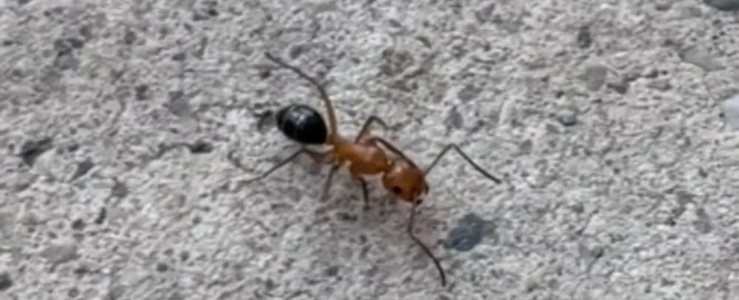 Professional identification and treatment of carpenter ants in Central Texas homes.