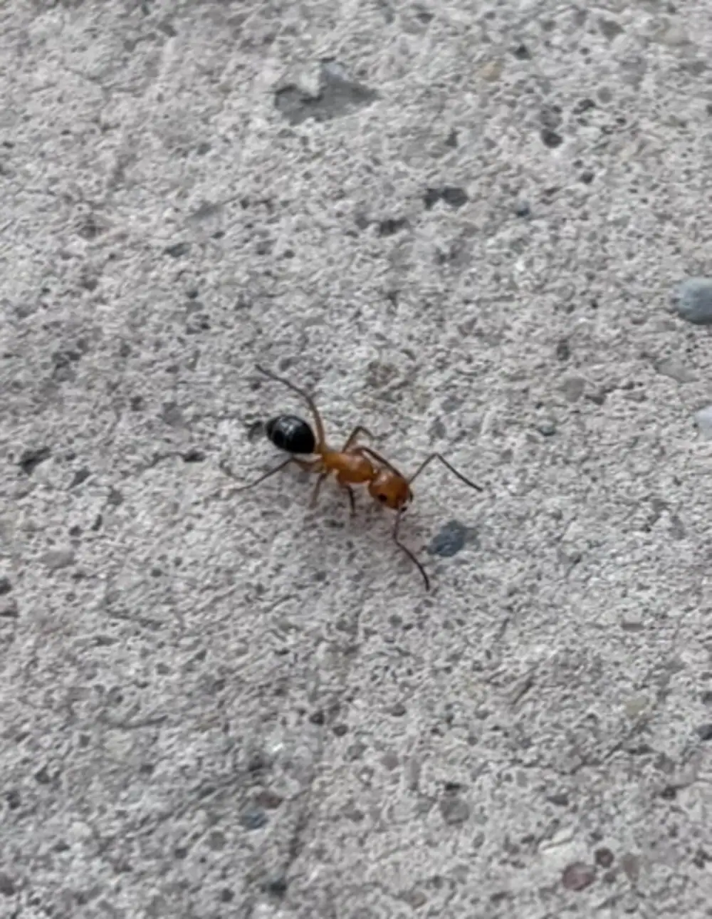 Professional identification and treatment of carpenter ants in Central Texas homes.