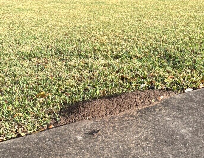Fire ant mound in Canyon Lake TX yard