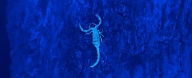 Texas Bark Scorpion glowing under UV blacklight during a night inspection in Canyon Lake.