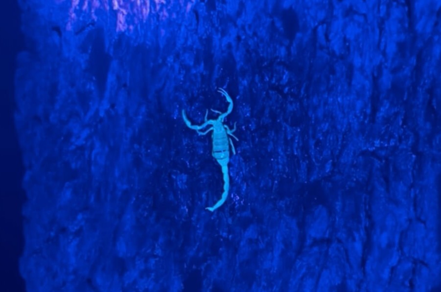 Texas bark scorpion under blacklight in Canyon Lake Texas