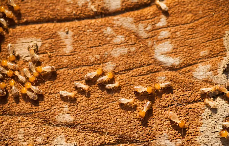 Close up of subterranean termites on damaged wood during a professional home inspection.