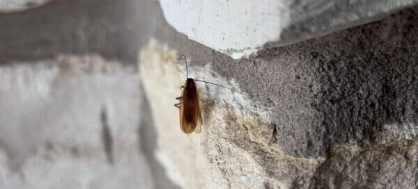American Cockroach found on a doorstep near River Road in New Braunfels.