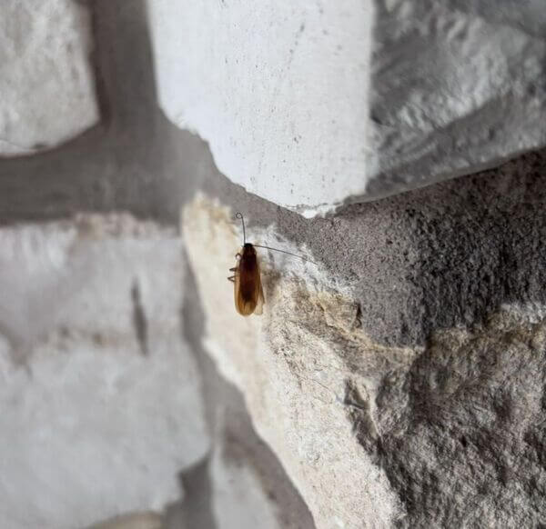 American Cockroach found on a doorstep near River Road in New Braunfels.