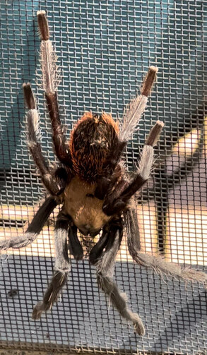 Large Texas tarantula climbing a residential screen door in Canyon Lake.