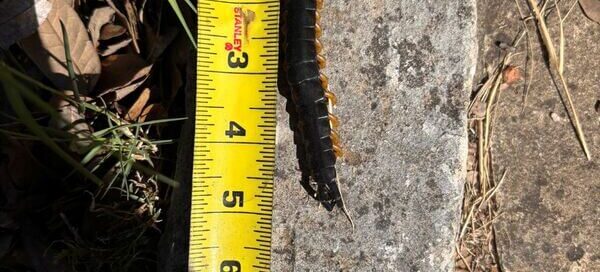 A large Texas Redheaded Centipede on a rock in the Hill Country, showing why these resilient pests are so hard to kill.