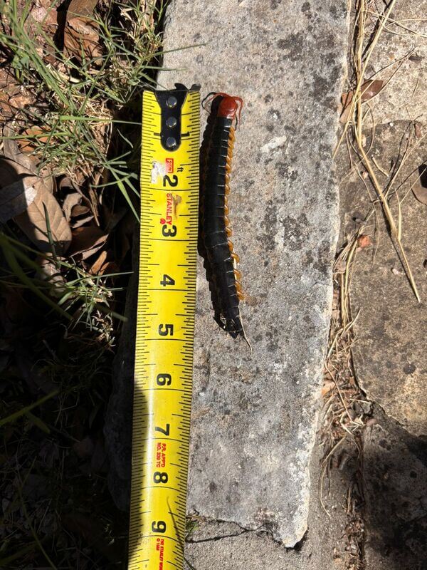 A large Texas Redheaded Centipede on a rock in the Hill Country, showing why these resilient pests are so hard to kill.