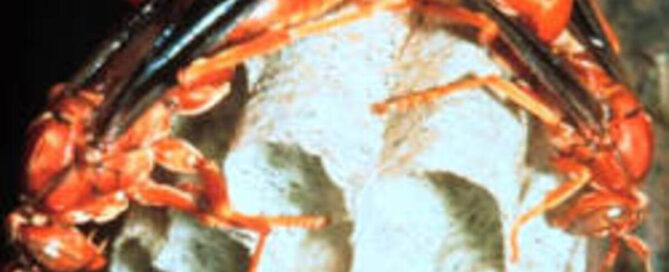 Professional wasp nest removal and soffit inspection in Spring Branch, Texas.