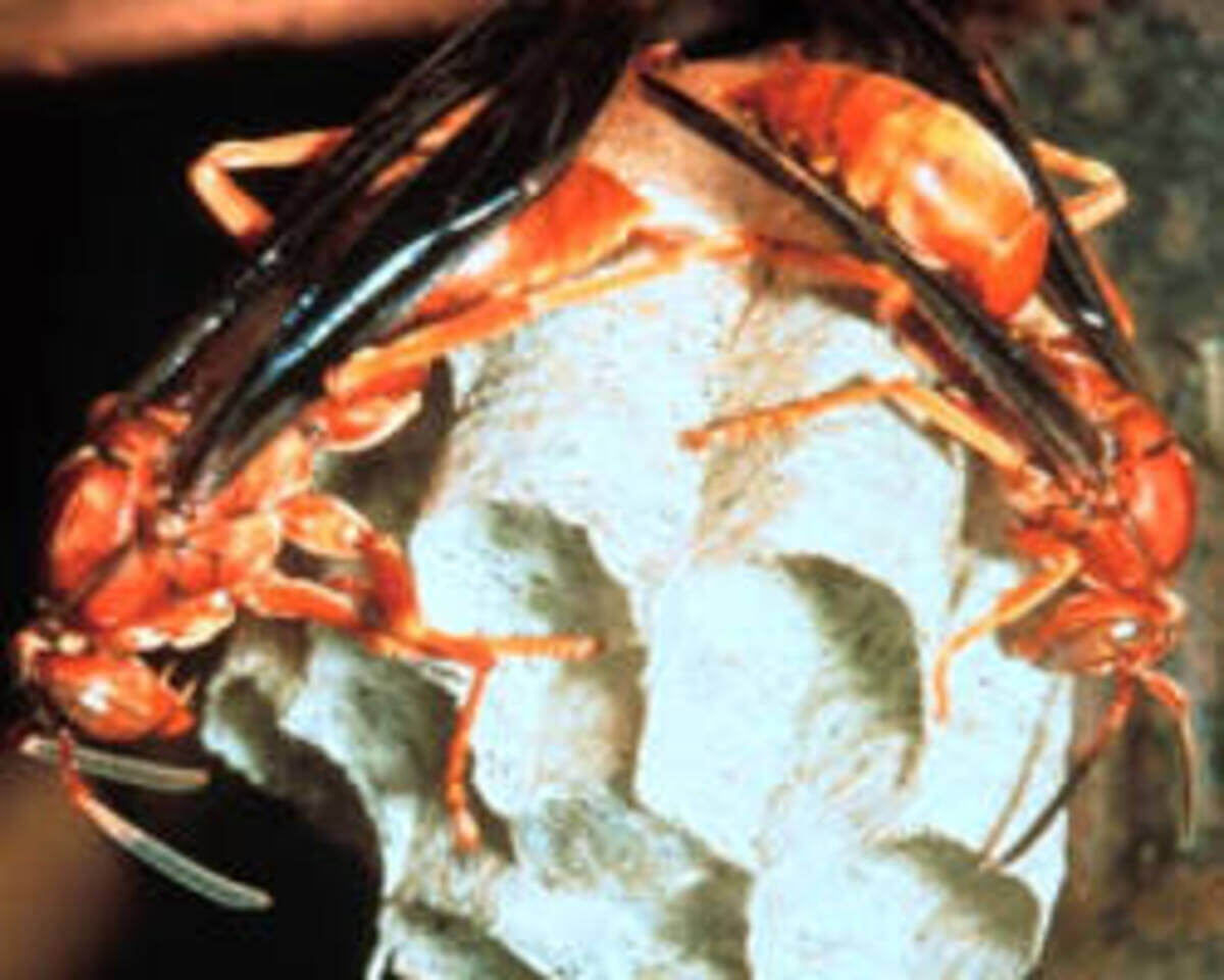 Professional wasp nest removal and soffit inspection in Spring Branch, Texas.