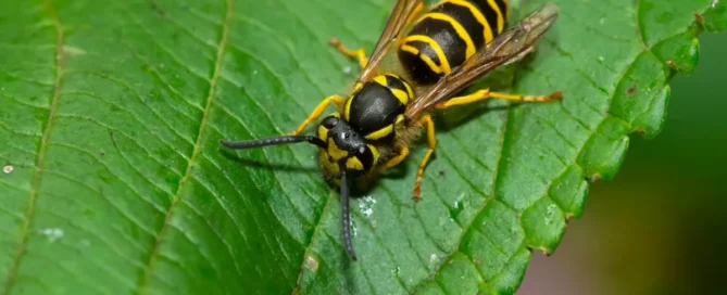 Safe and effective ground hornet nest removal and stinging insect control in Canyon Lake.